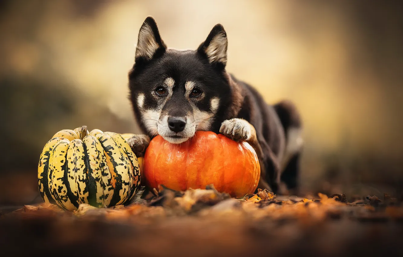 Photo wallpaper nature, dog, pumpkin
