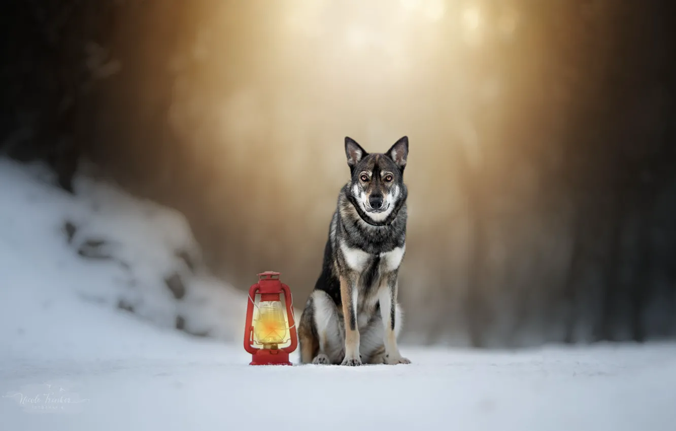 Photo wallpaper winter, lamp, dog