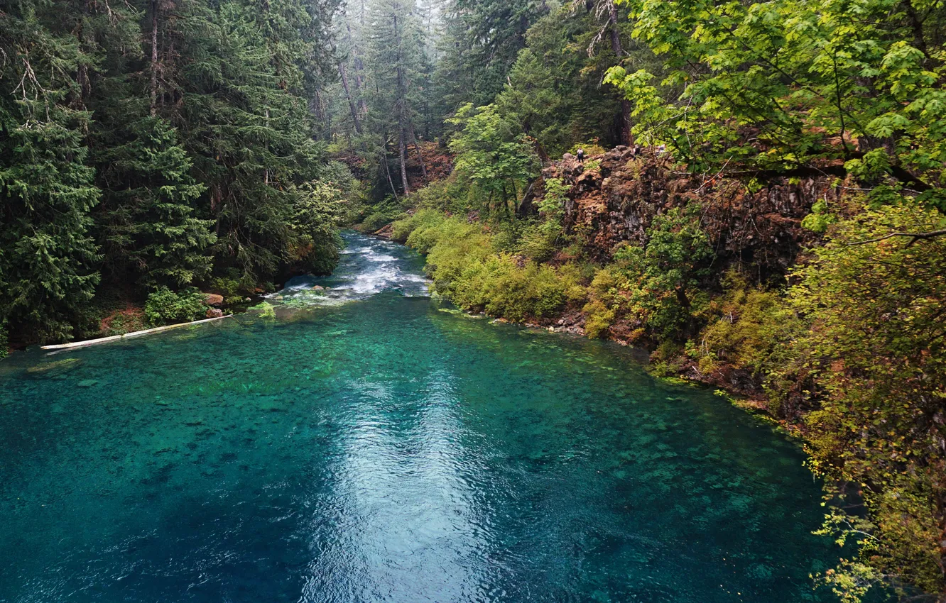 Photo wallpaper forest, trees, river, stones, USA, Oregon, McKenzie River