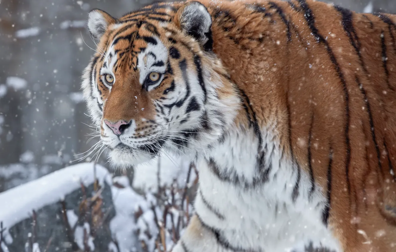 Photo wallpaper winter, look, snow, view, predator, head, Tiger