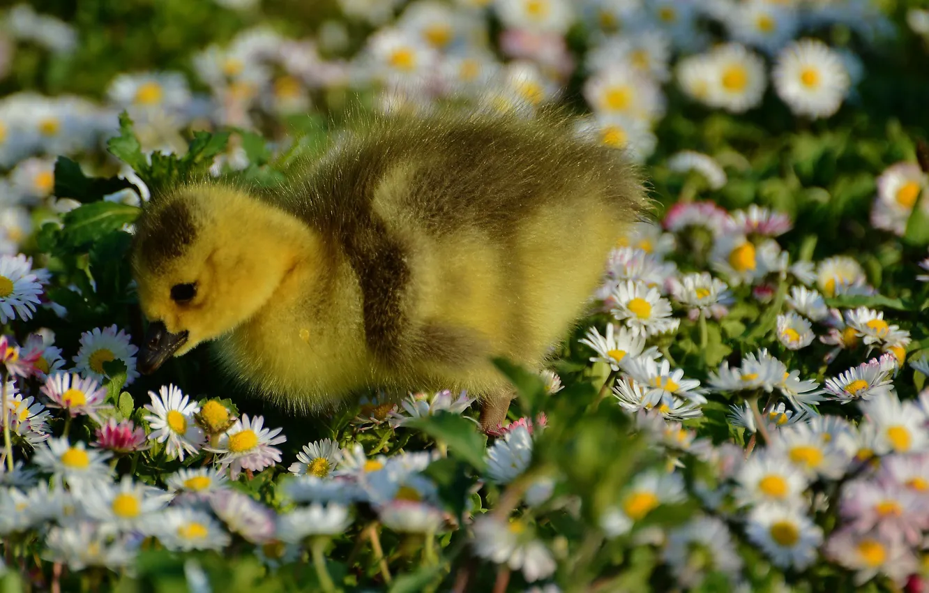 Photo wallpaper flowers, baby, meadow, duck