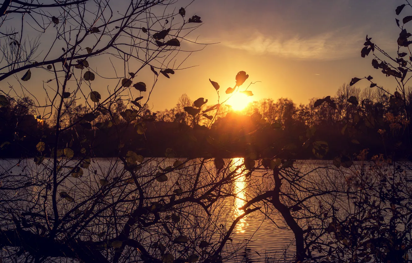 Photo wallpaper autumn, leaves, the sun, light, sunset, branches, shore, the evening