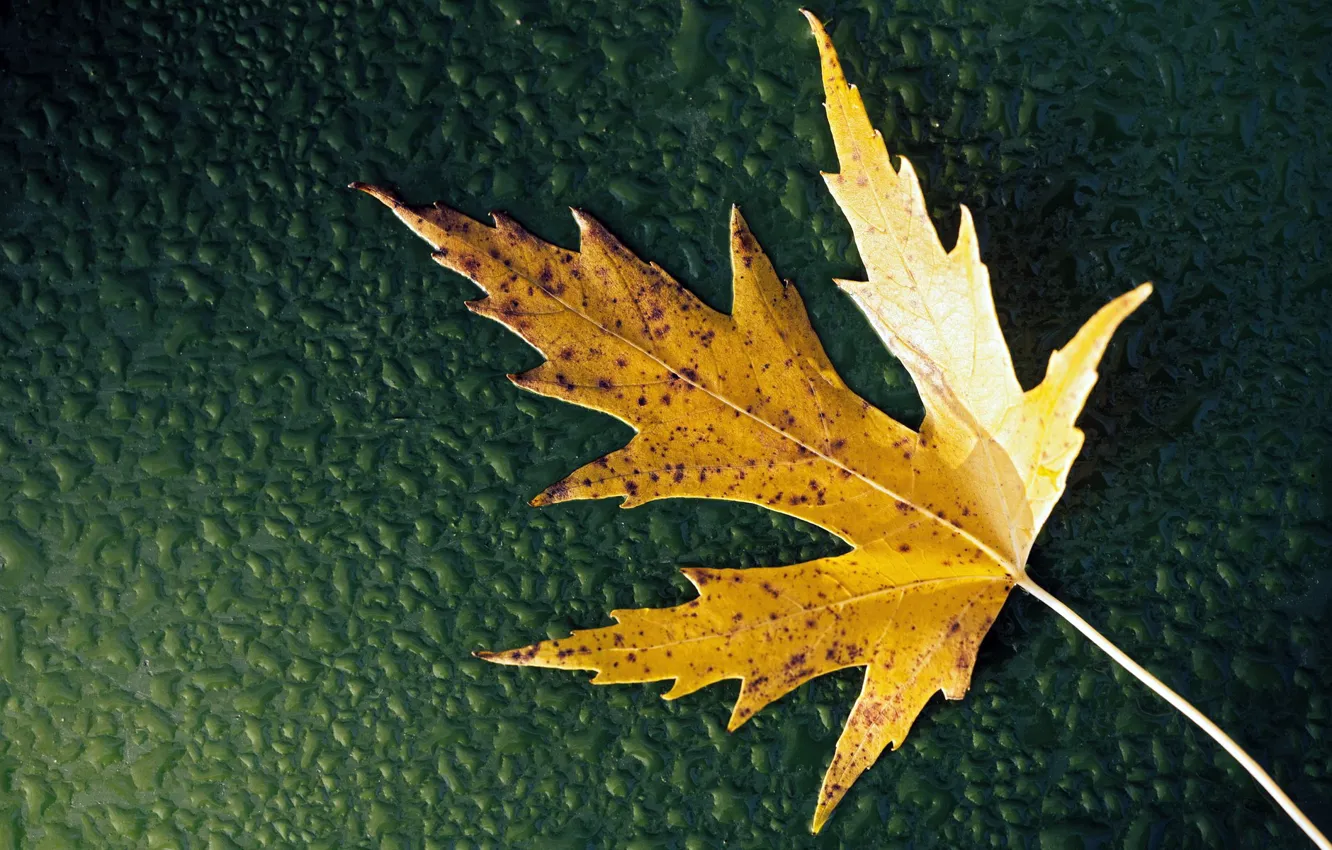 Photo wallpaper autumn, leaves, water, drops, yellow, green, background, leaf