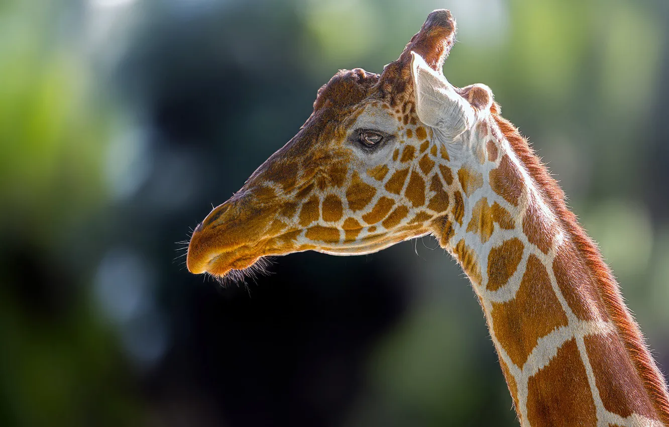 Photo wallpaper look, portrait, giraffe, profile, face, bokeh