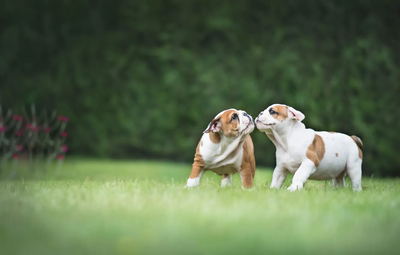 Photo wallpaper puppy, walk, a couple, dog, English bulldog