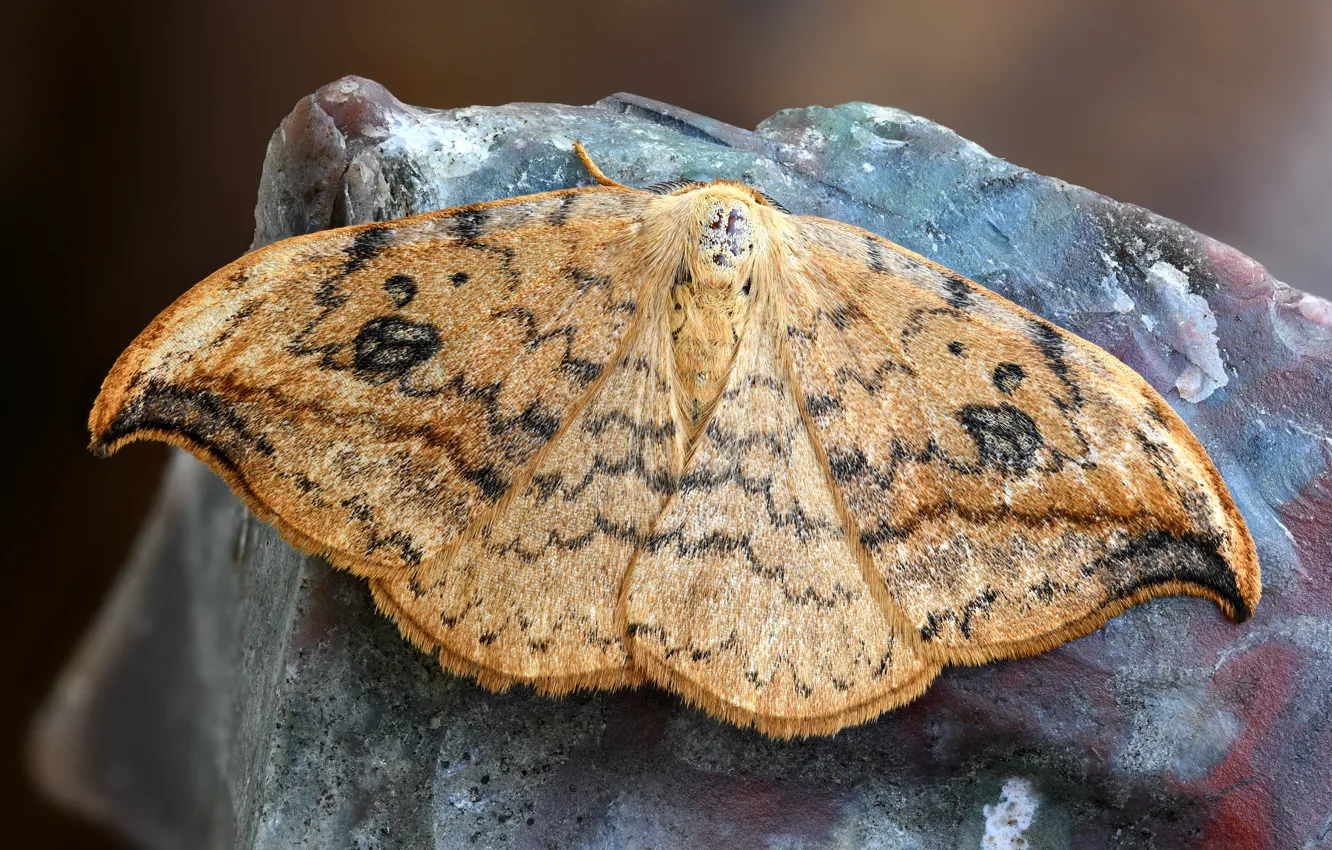 Photo wallpaper butterfly, insect, moth