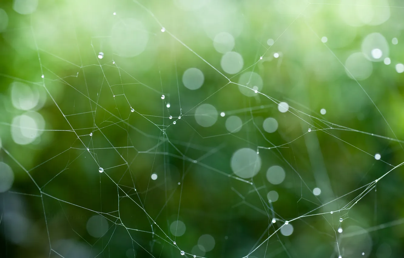 Photo wallpaper drops, macro, glare, web