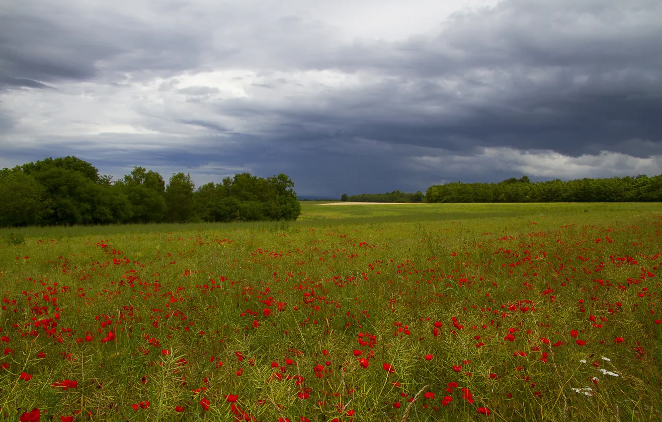 Photo wallpaper field, trees, red, clouds, caity