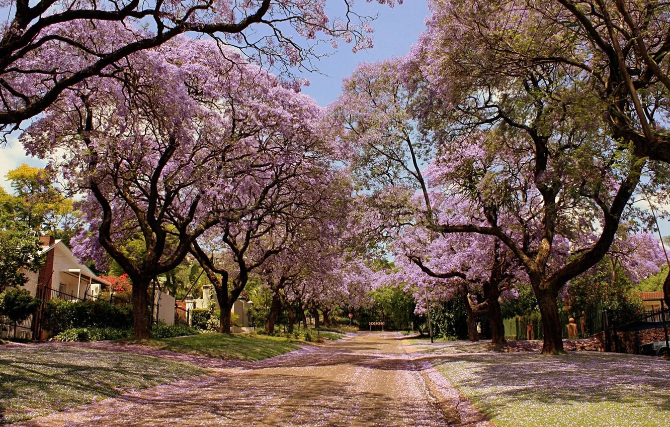 Photo wallpaper street, beauty, trees in bloom