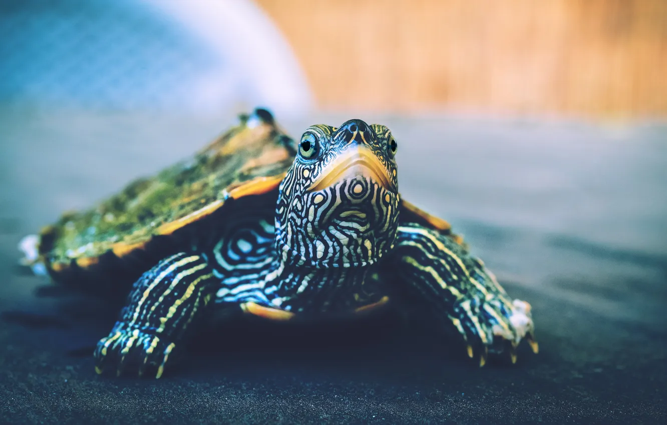 Photo wallpaper look, turtle, water, water turtle