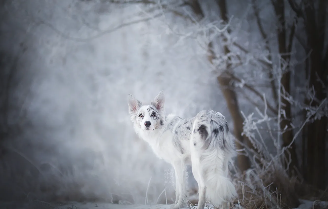 Photo wallpaper snow, branches, dog, Cirilla