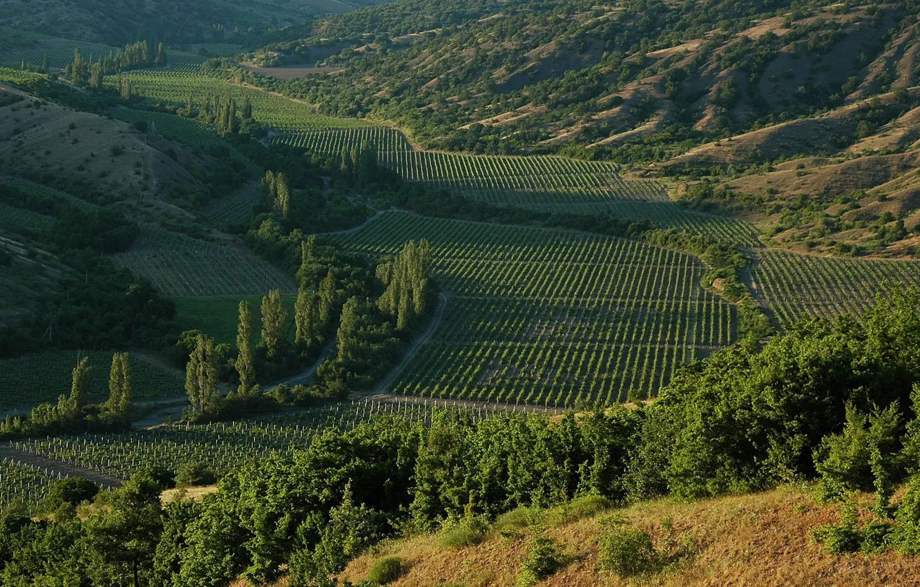 Photo wallpaper Nature, Nature, Crimea, Crimea, The vineyards, Vineyards