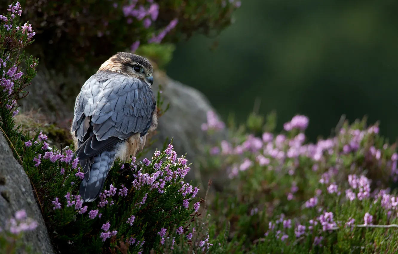 Photo wallpaper grass, flowers, stones, bird, predator, Falcon