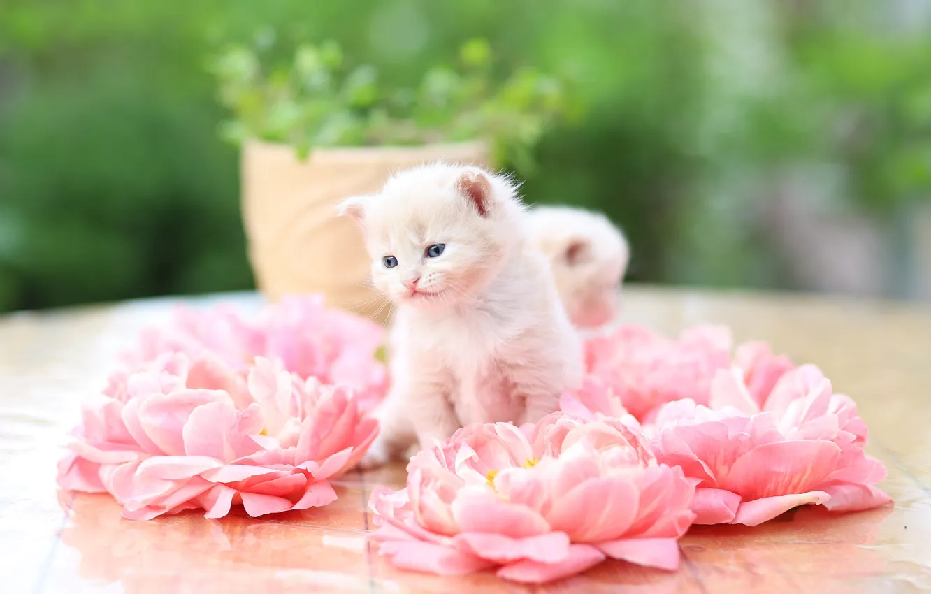 Photo wallpaper cat, flowers, nature, table, baby, pot, pink, kitty