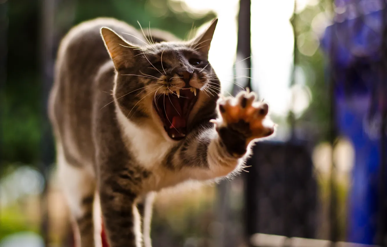 Photo wallpaper cat, pose, paw, yawns