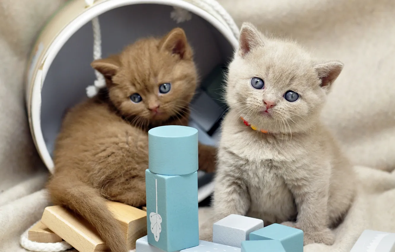 Photo wallpaper cats, kitty, grey, box, cubes, kittens, fabric, beads