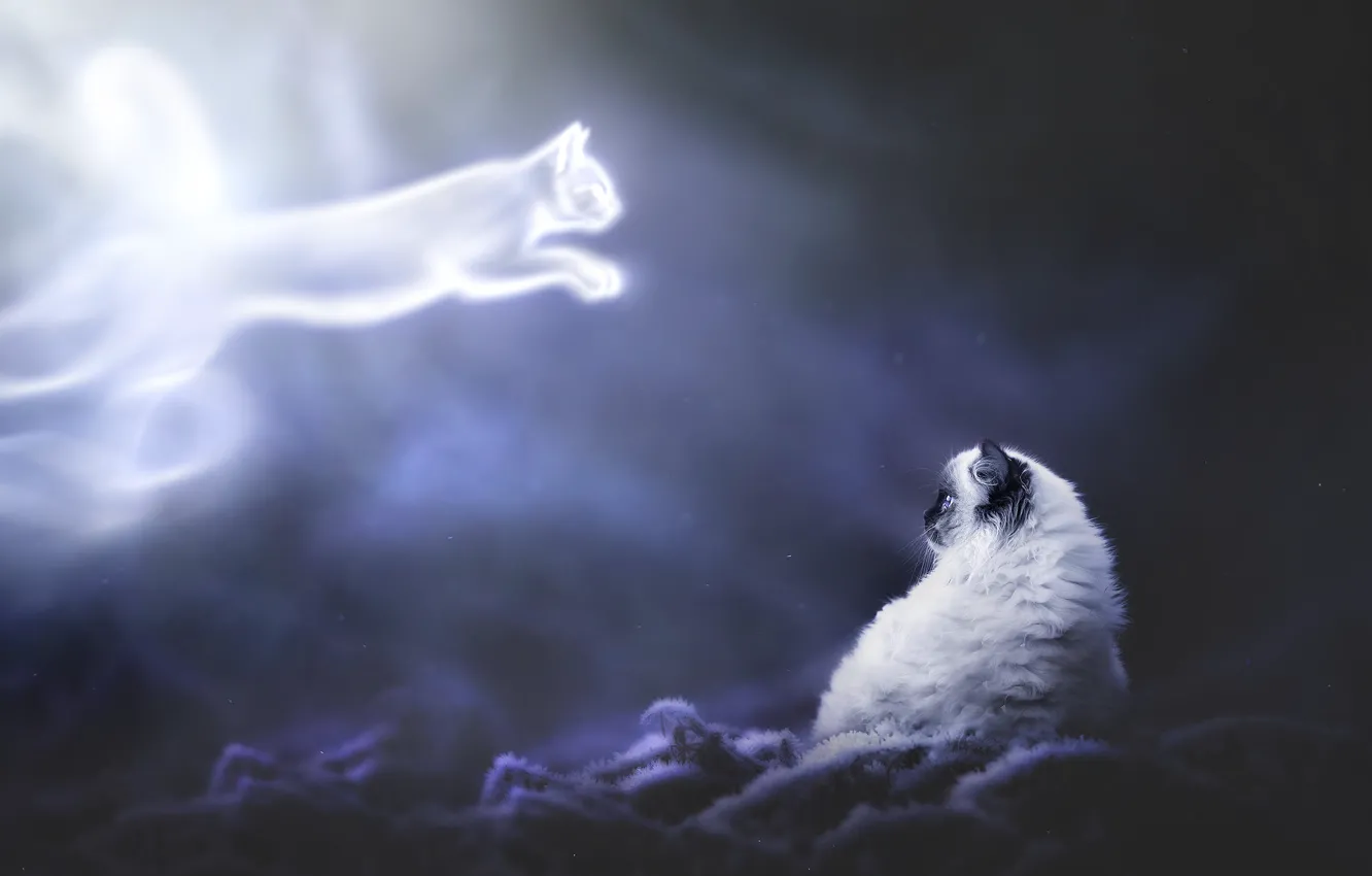 Photo wallpaper cat, cat, night, nature, fog, the dark background, Ghost, haze