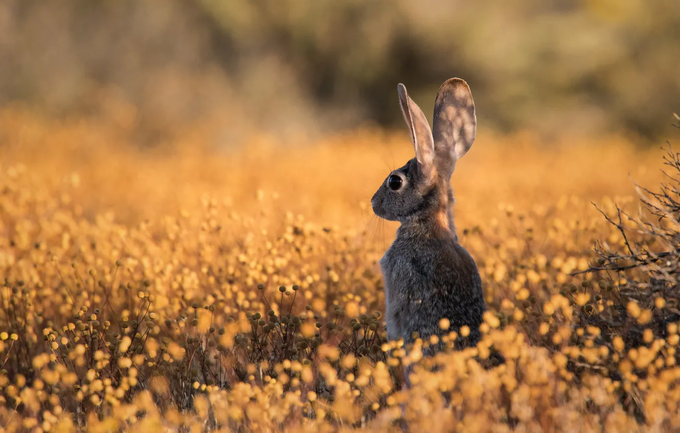 Photo wallpaper flowers, Bunny, grey, rabbit, glade, meadow, hare