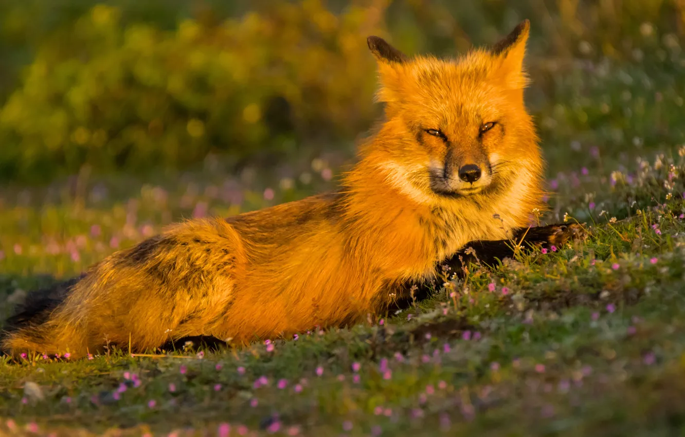 Photo wallpaper look, Fox, red, flowers