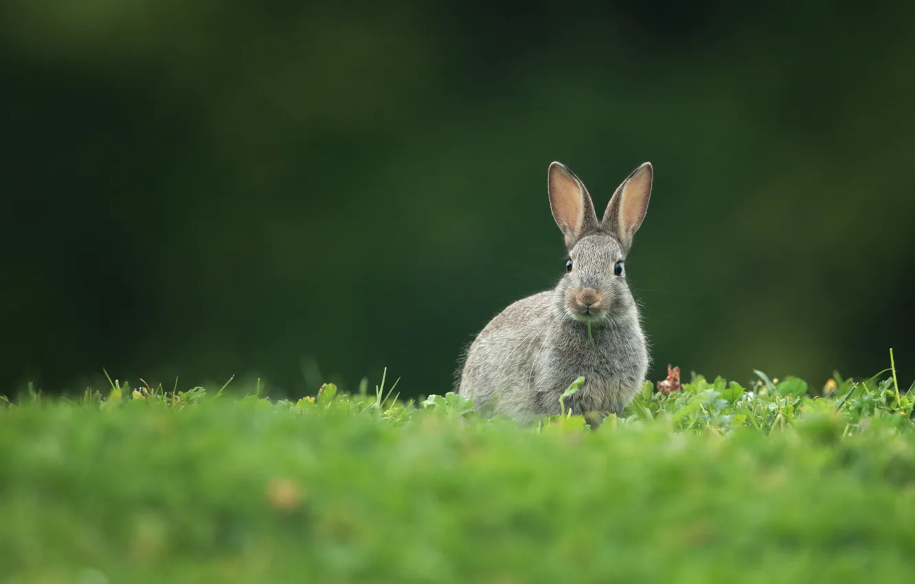 Photo wallpaper hare, meadow, Eeyore
