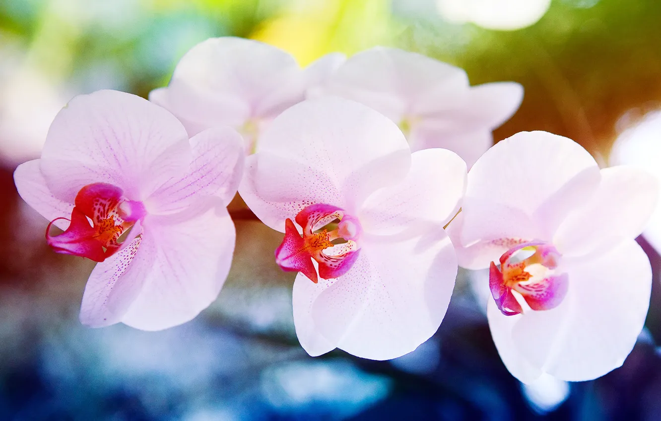 Photo wallpaper macro, flowers, Orchid, orchid