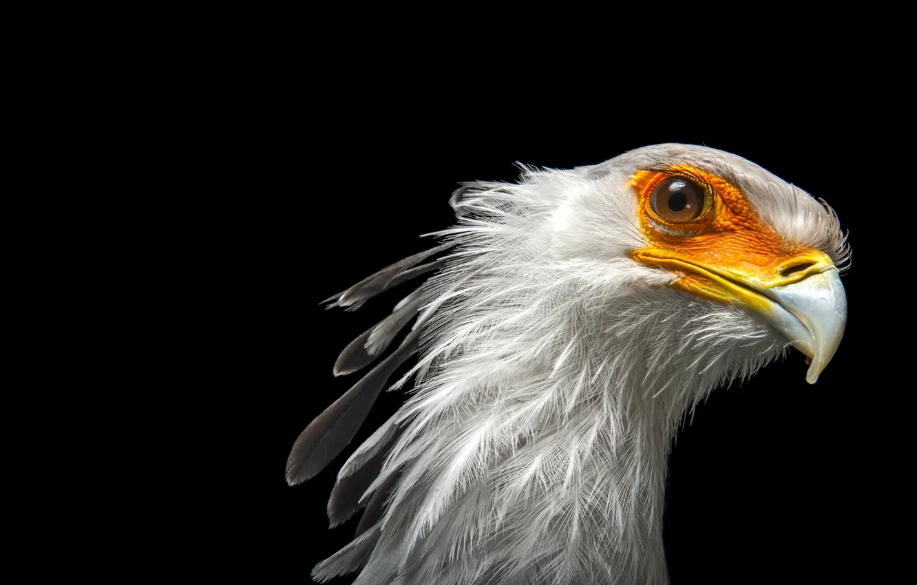 Photo wallpaper bird, black background, Secretary, Secretary bird, Istrebovanie, Sagittarius serpentarius