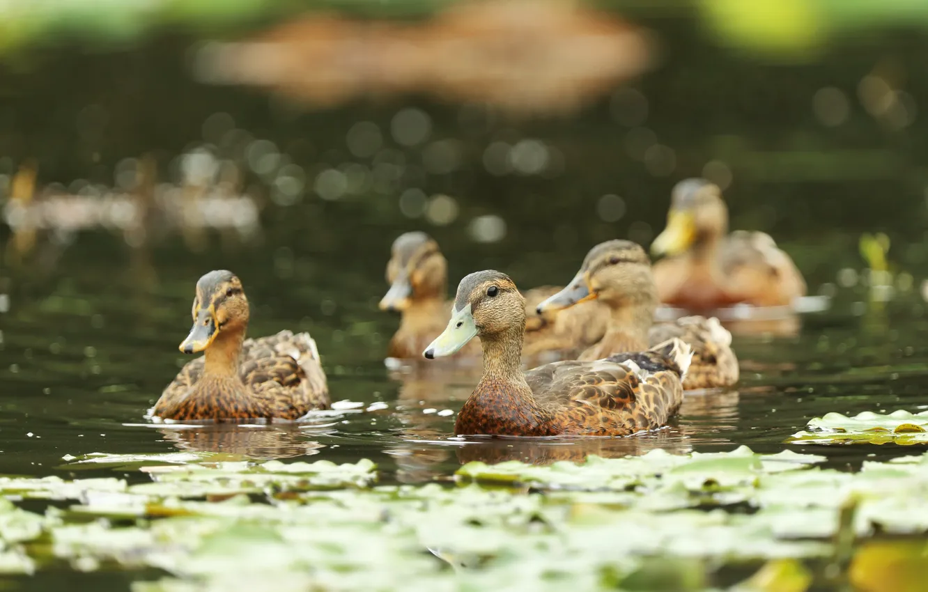 Photo wallpaper bird, duck, duck, Chicks, pond, swimming, brood