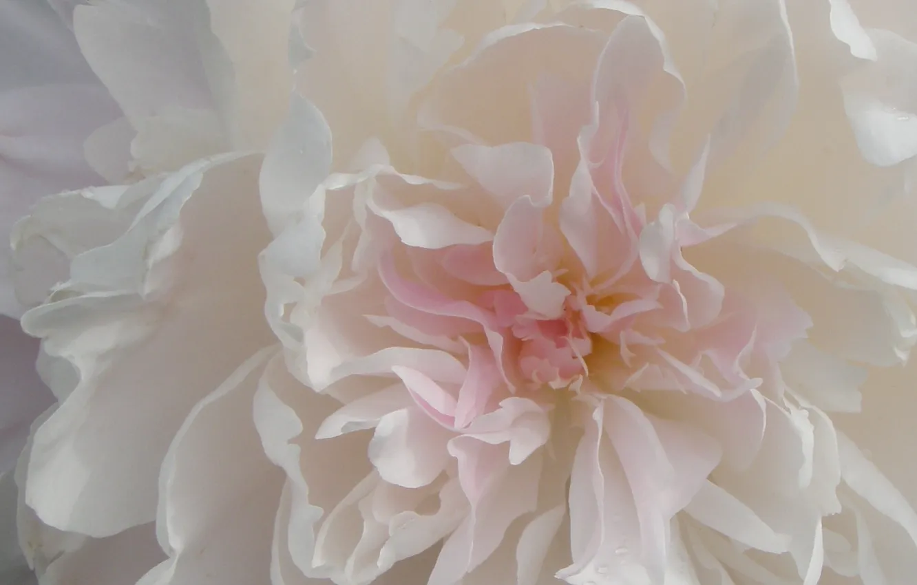 Photo wallpaper rose, petals, beautifully