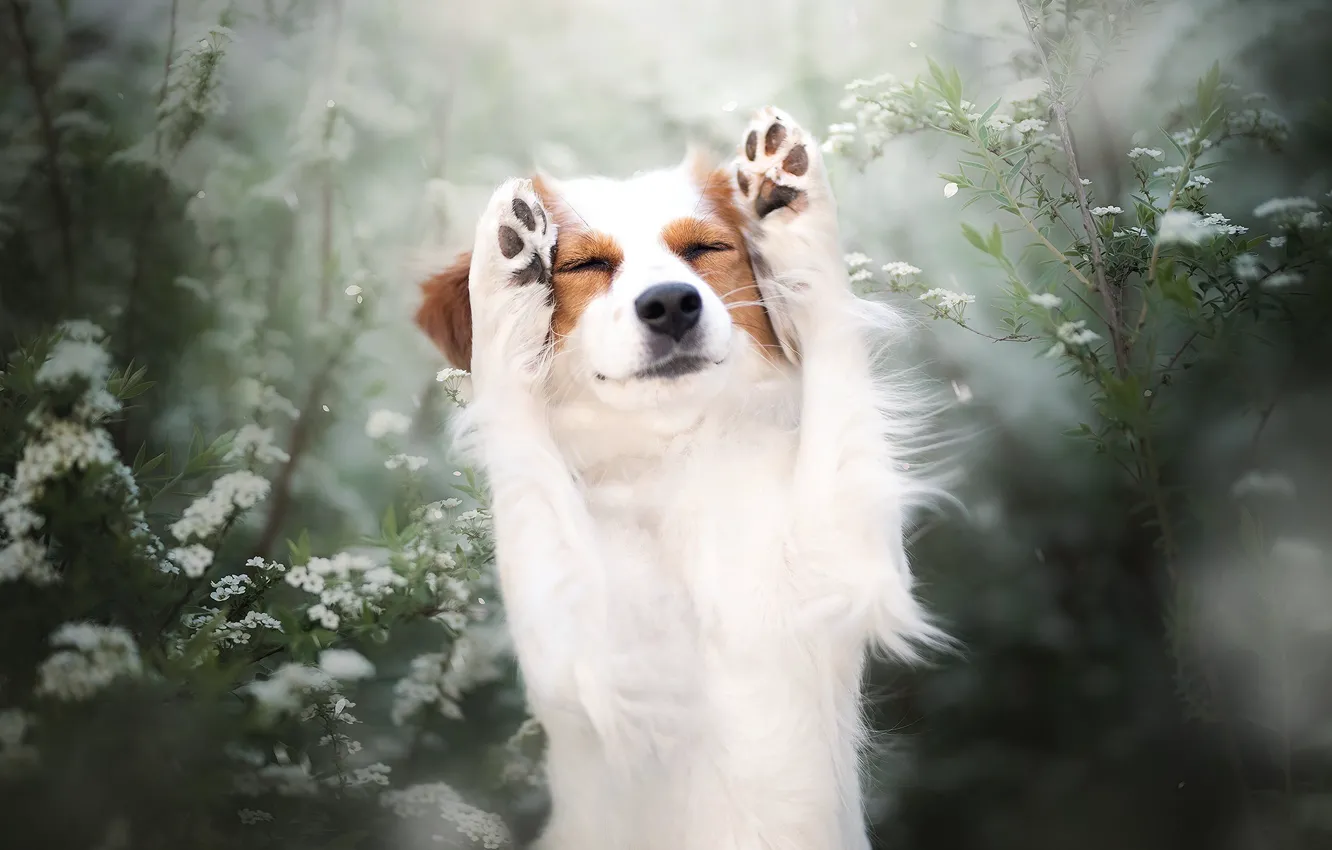 Photo wallpaper nature, each, dog