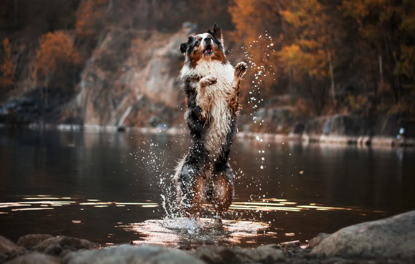 Photo wallpaper river, each, dog