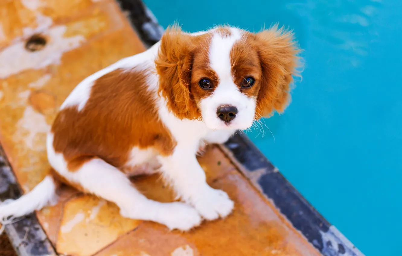 Photo wallpaper background, animal, Wallpaper, dog, wallpaper, picture, animals, dog