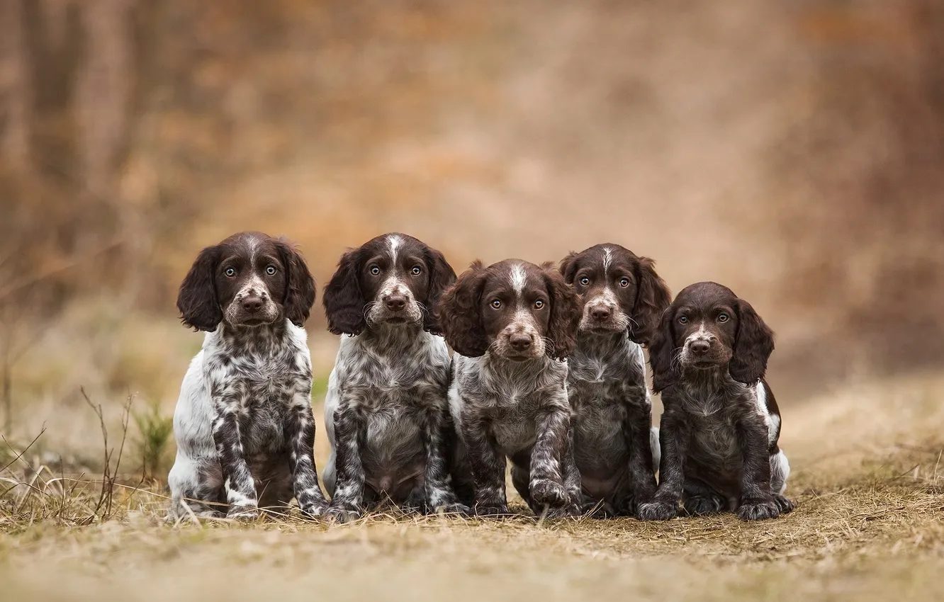 Photo wallpaper look, nature, pose, dog, face