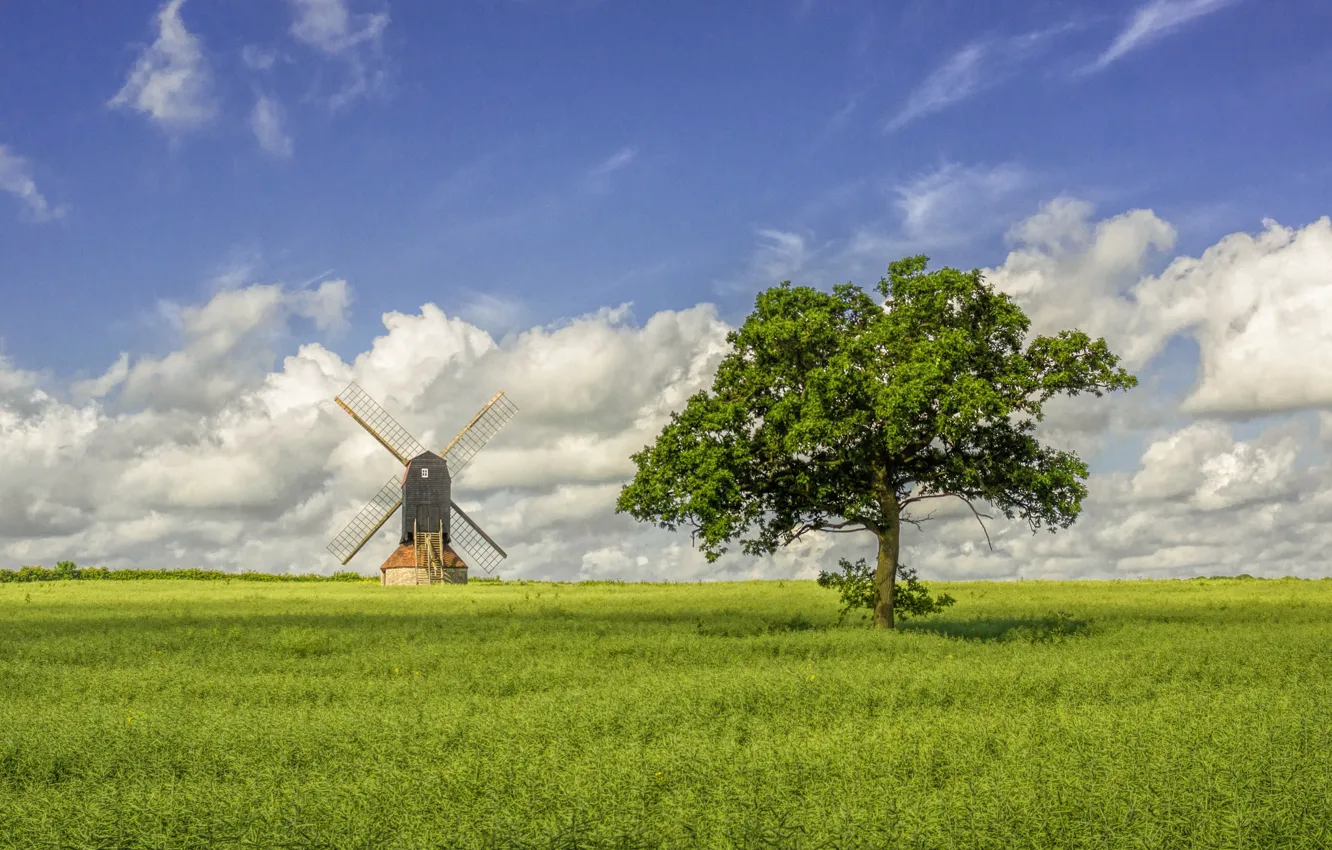 Photo wallpaper field, trees, England, windmill, Stevington, Bedfordshire