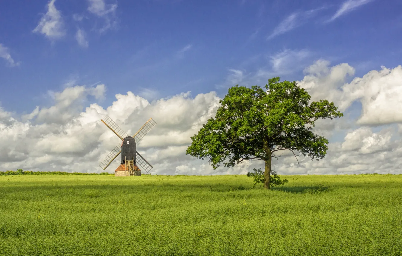 Photo wallpaper field, tree, England, windmill, Stevington, Bedfordshire