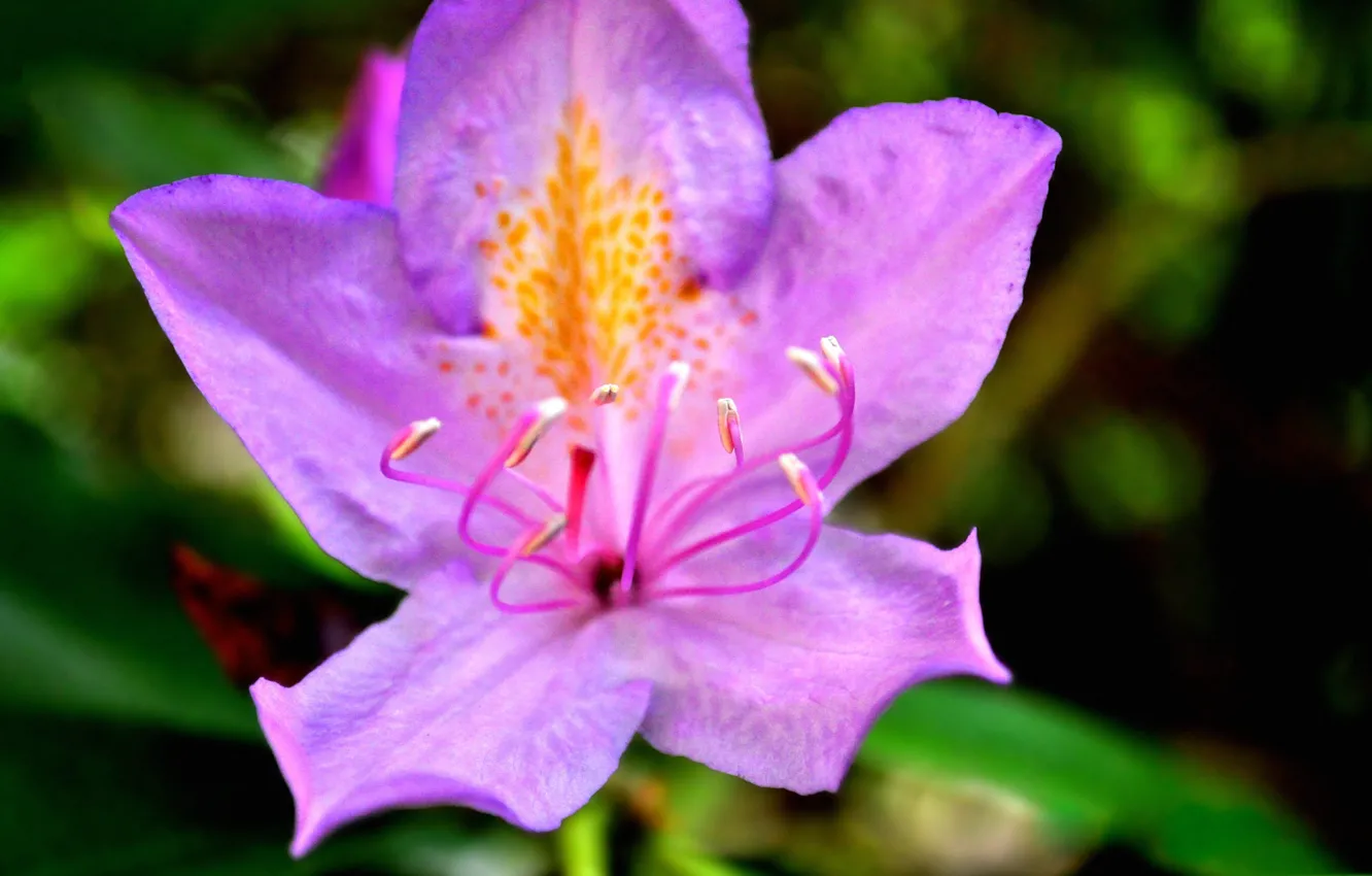 Photo wallpaper flowers, nature, petals