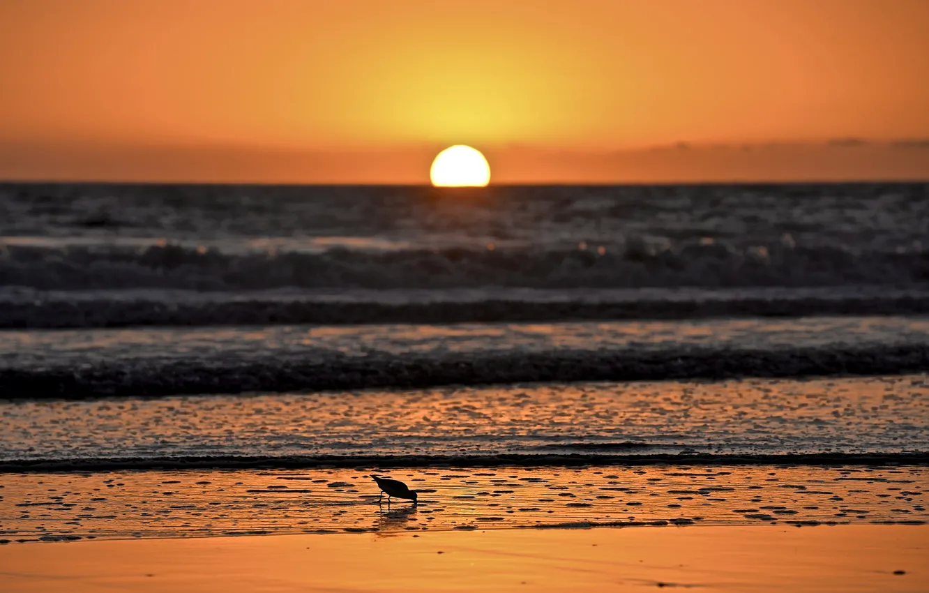 Photo wallpaper sea, wave, sunset, seagulls, horizon, orange sky