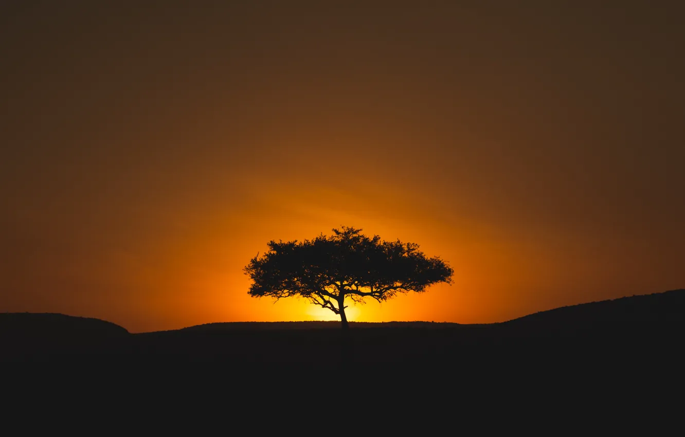 Photo wallpaper sunset, tree, Africa, Safari