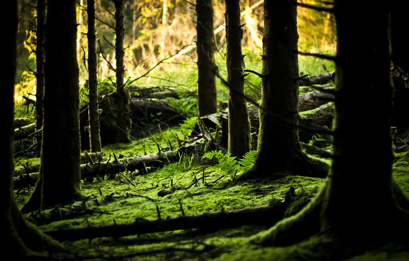 Photo wallpaper forest, trees, moss