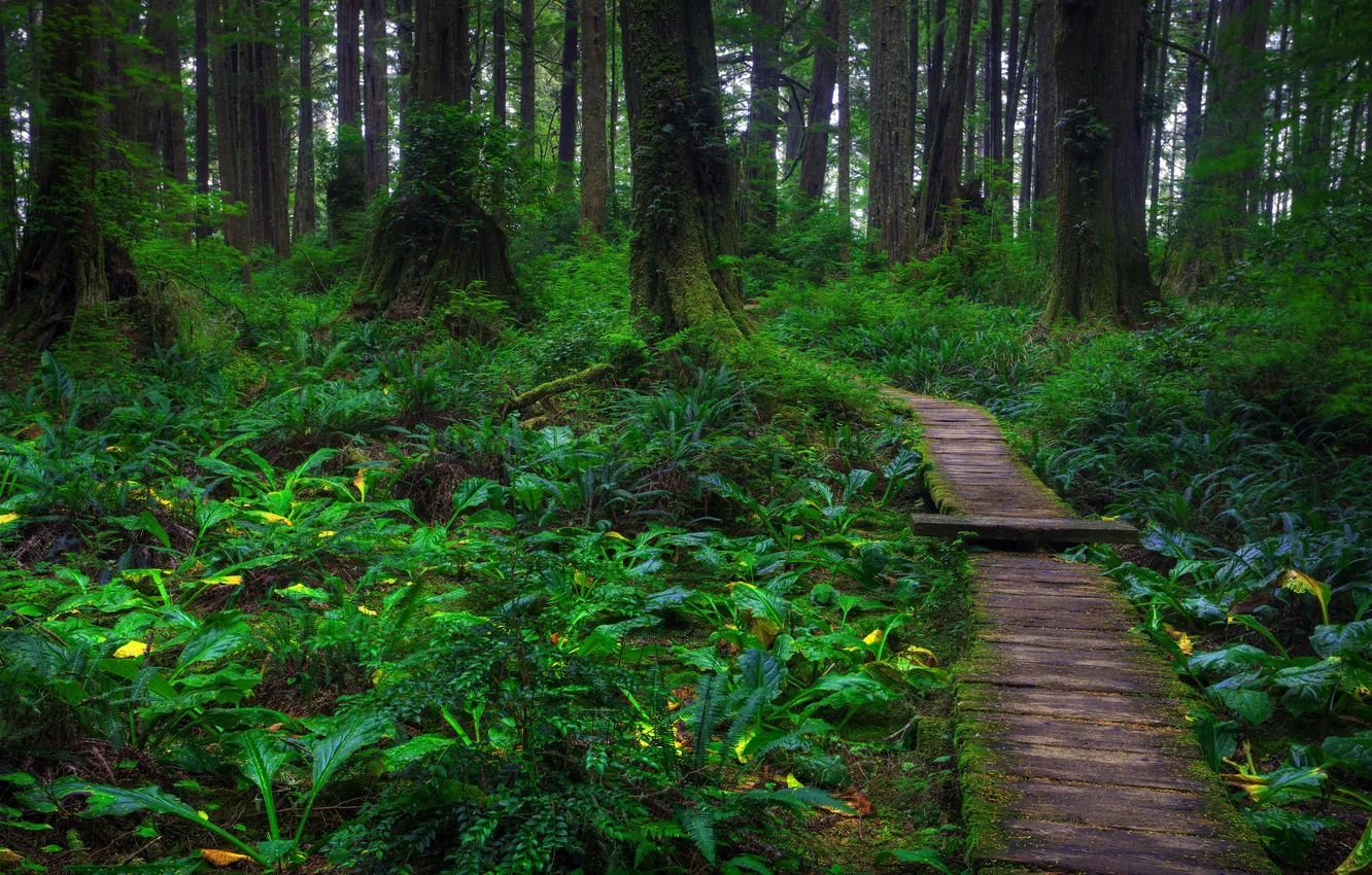 Photo wallpaper forest, nature, trail