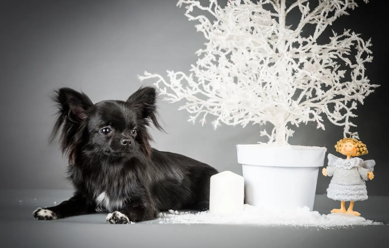 Photo wallpaper black, angel, puppy