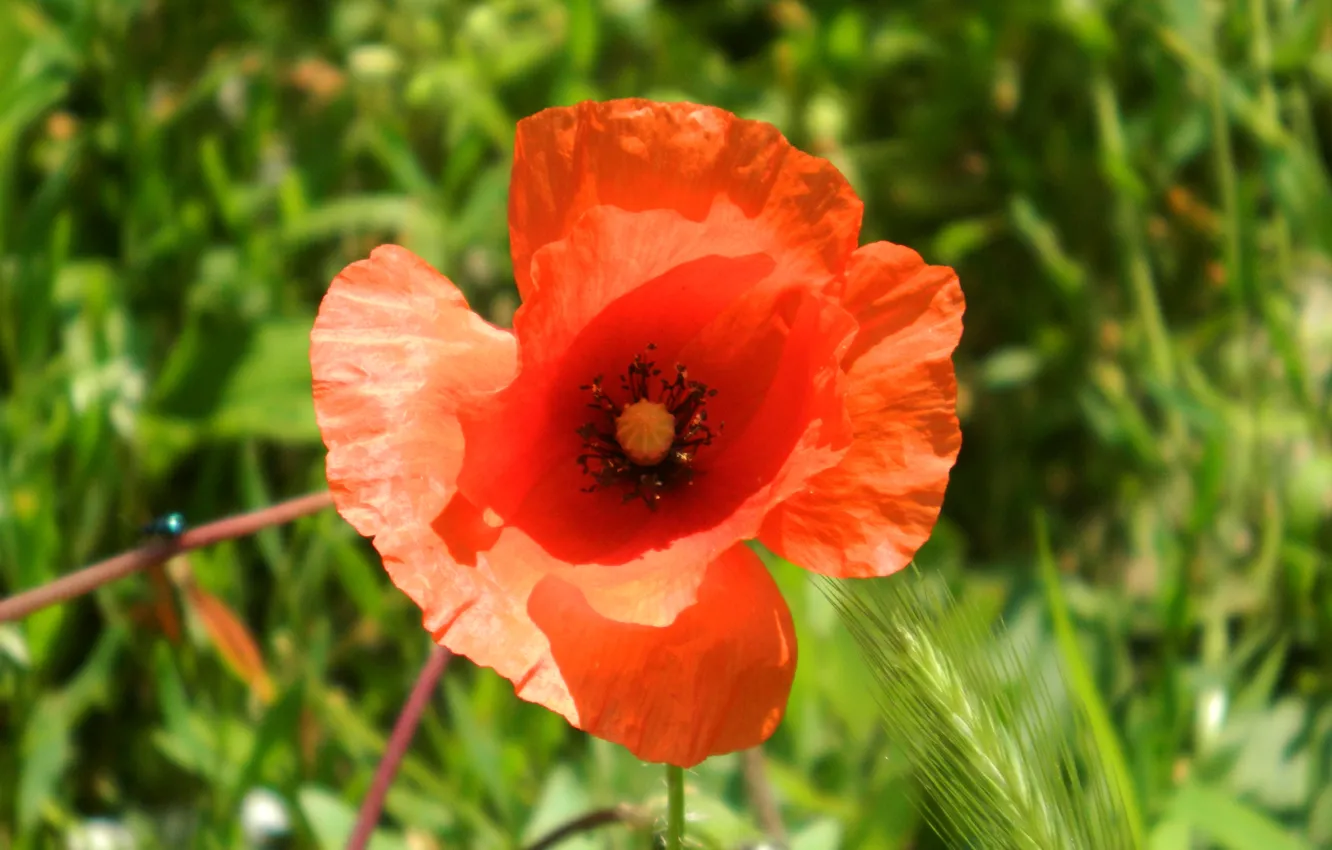 Photo wallpaper flowers, nature