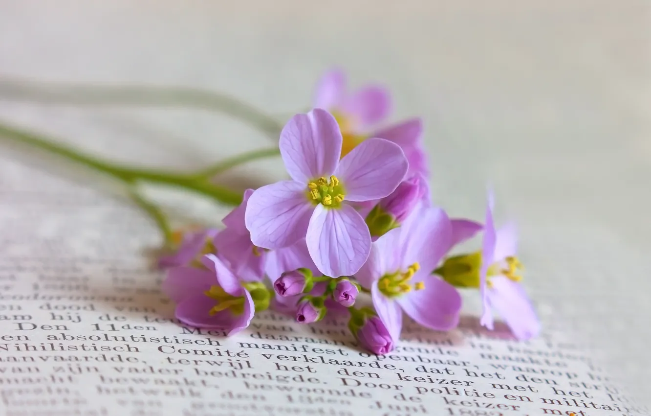 Photo wallpaper flowers, book, field, lilac, inflorescence, small