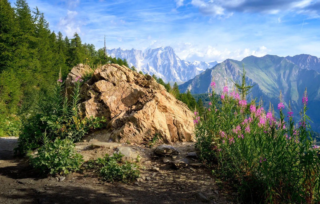Photo wallpaper forest, flowers, mountains, rocks, haze, Ivan-tea