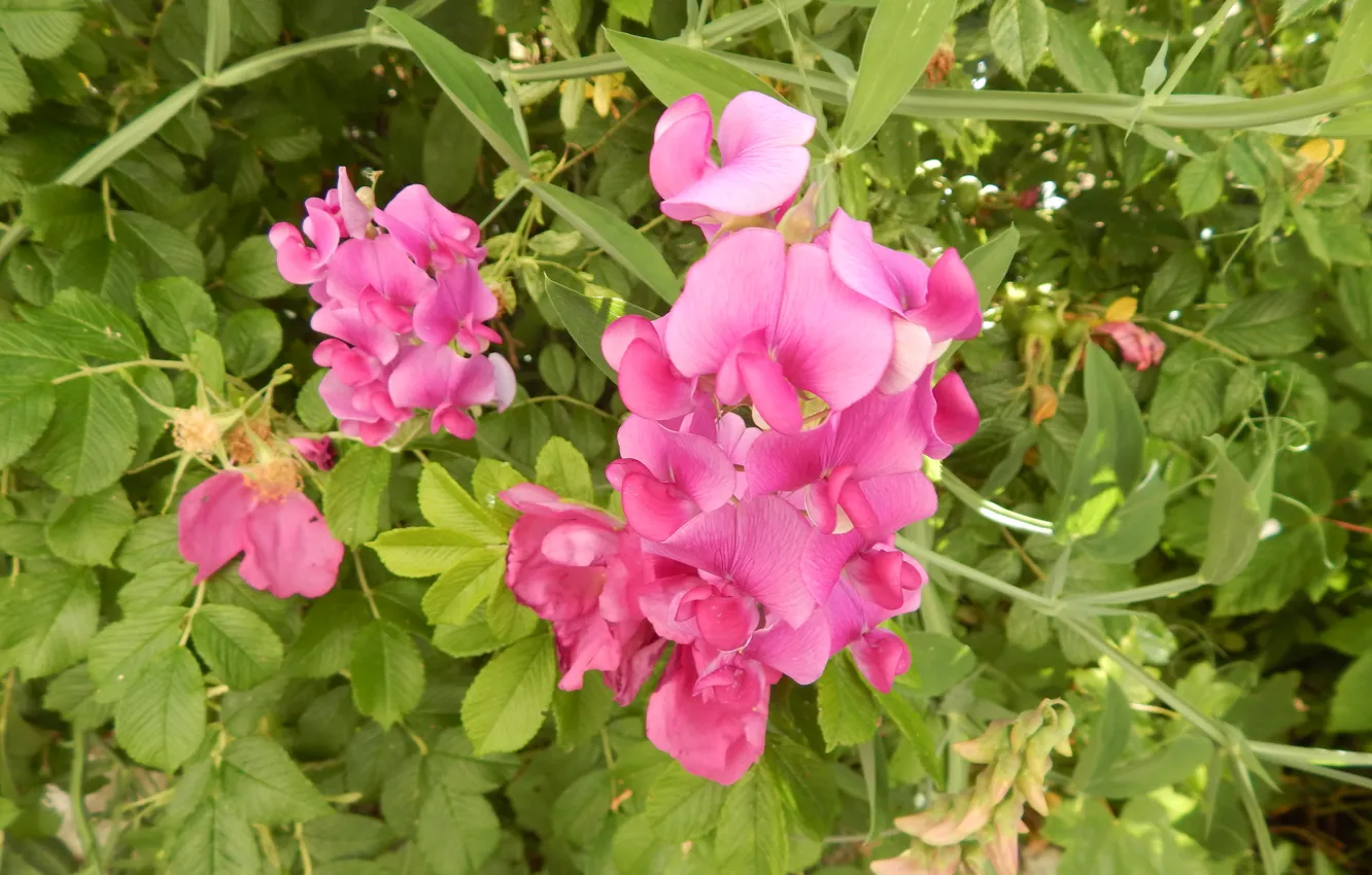Photo wallpaper Plants, Krzak, Sweet Peas