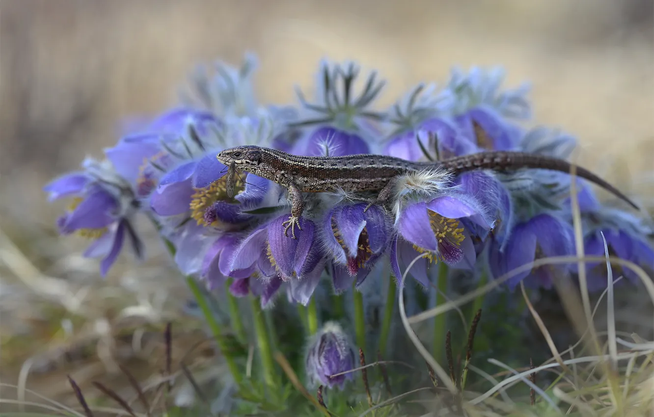 Photo wallpaper grass, flowers, nature, glade, spring, lizard, lilac, bokeh