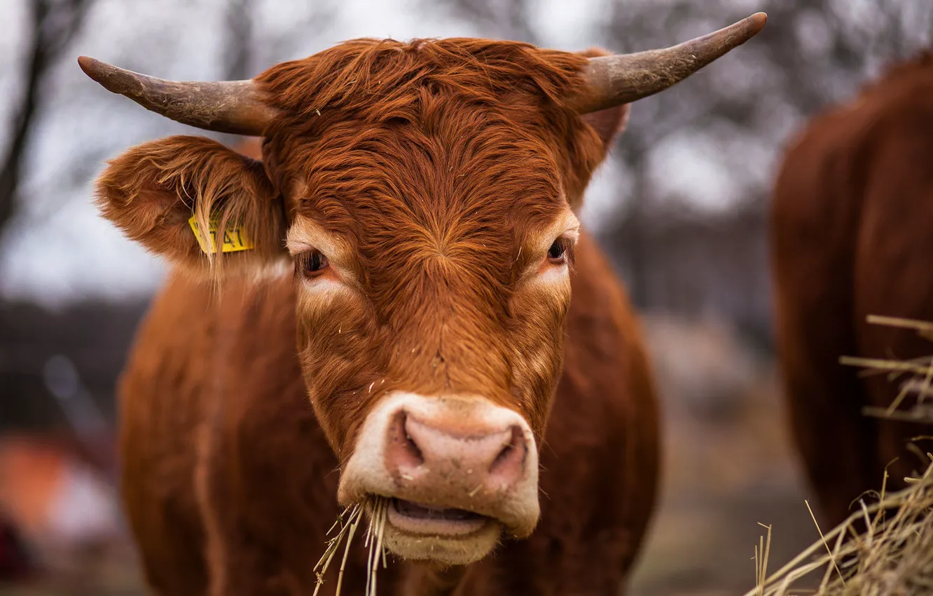 Photo wallpaper face, background, cows