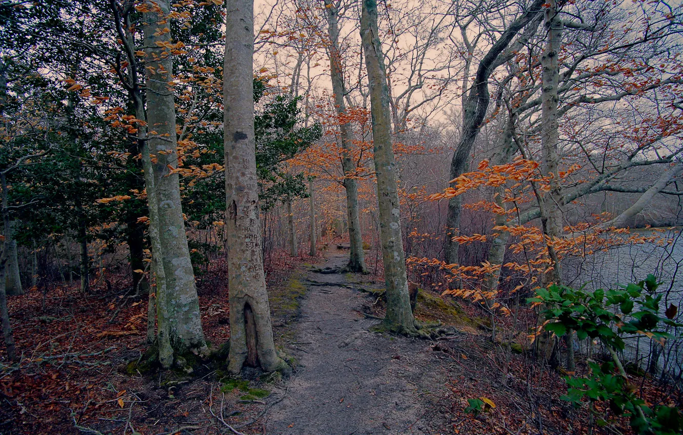 Photo wallpaper autumn, forest, trees, lake, path