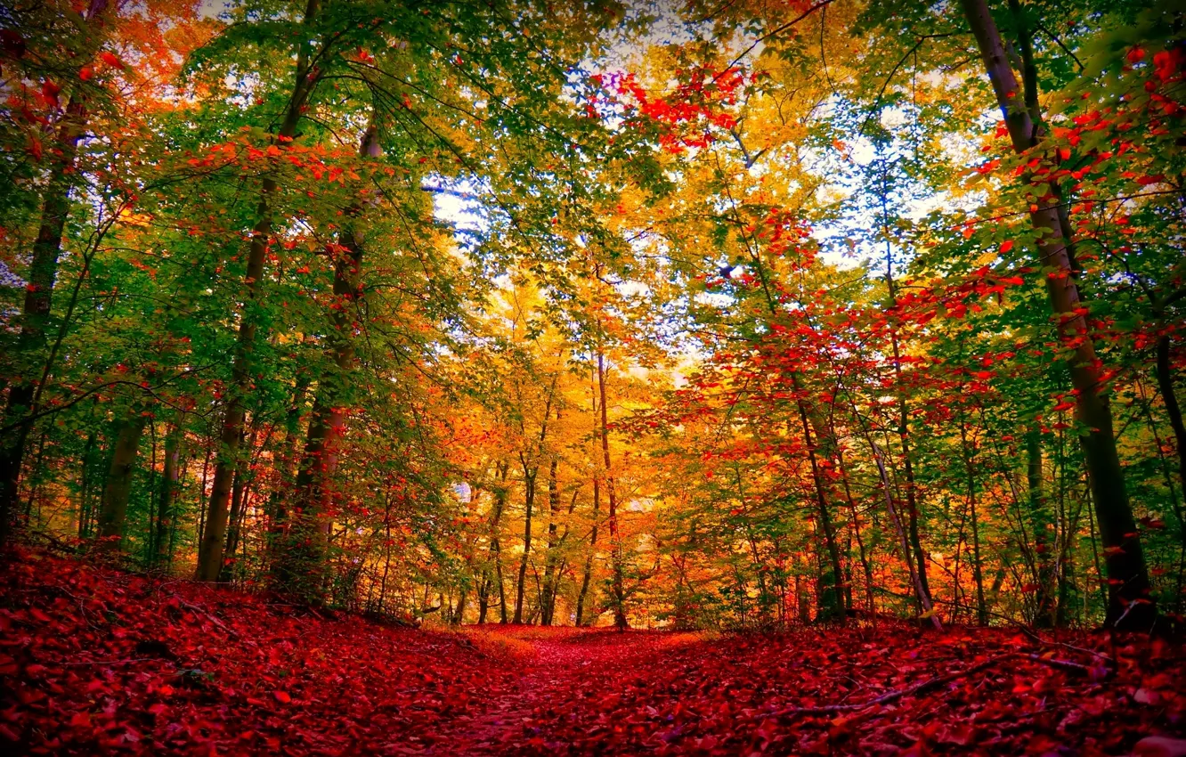 Photo wallpaper autumn, forest, leaves, trees