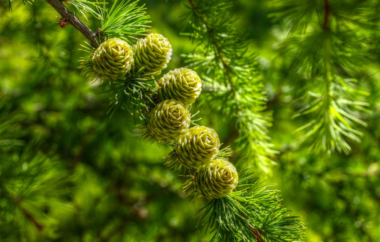 Photo wallpaper cones, pine, twig