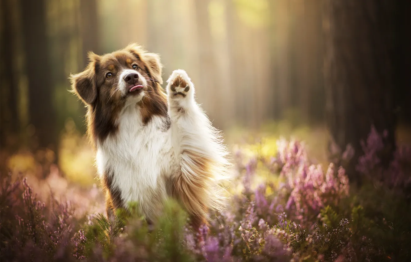 Photo wallpaper paws, dog, bokeh